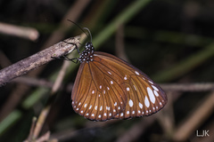 Euploea crameri bremeri