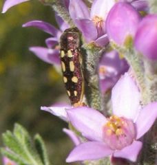 Castiarina crocicolor