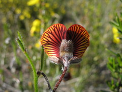 Isotropis cuneifolia