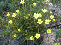 Hibbertia striata