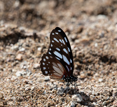 Graphium leonidas