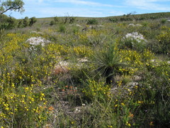 Hibbertia hypericoides hypericoides