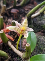 Bulbophyllum affine