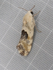 Ponometia libedis