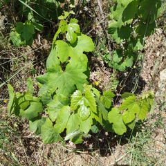 Vitis vinifera — photo 3