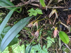 Bulbophyllum affine