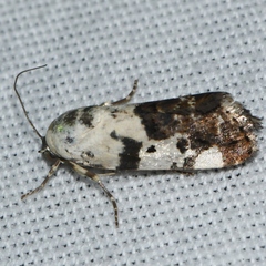 Acontiinae
