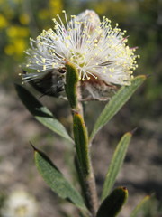 Melaleuca cuspidata