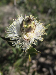 Melaleuca cuspidata