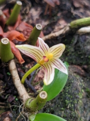 Bulbophyllum affine
