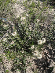 Melaleuca cuspidata