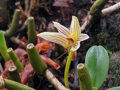 Bulbophyllum affine
