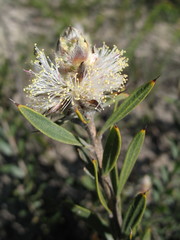 Melaleuca cuspidata