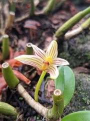 Bulbophyllum affine