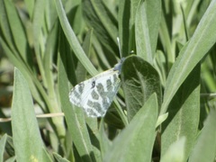 Euchloe eversi