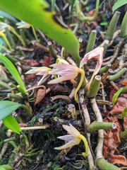 Bulbophyllum affine