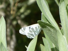 Euchloe eversi