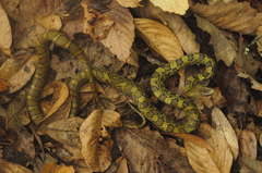 Elaphe cantoris