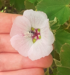 Malva subovata
