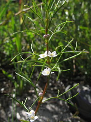 Cyanothamnus ramosus