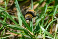 Merodon equestris