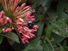 Xylocopa phalothorax