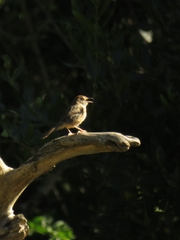 Cisticola aberrans