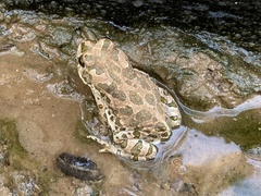 Bufotes boulengeri