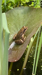 Rana temporaria
