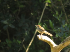 Cisticola aberrans