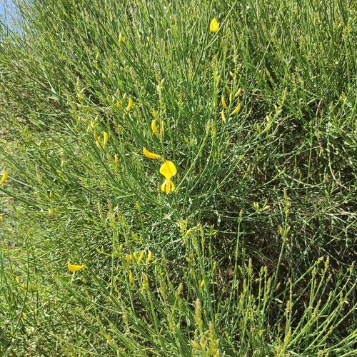Spartium junceum
