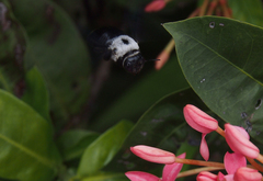 Xylocopa phalothorax