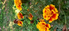 Tagetes