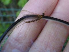 Rhithrogena semicolorata