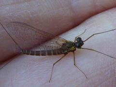 Rhithrogena semicolorata