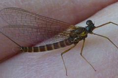 Rhithrogena semicolorata