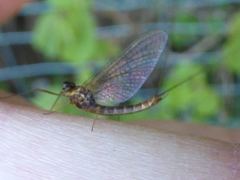 Rhithrogena semicolorata