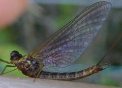 Rhithrogena semicolorata