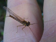 Rhithrogena semicolorata