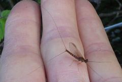 Rhithrogena semicolorata