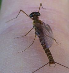 Rhithrogena semicolorata