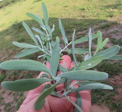 Salvadora australis