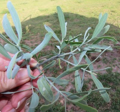 Salvadora australis