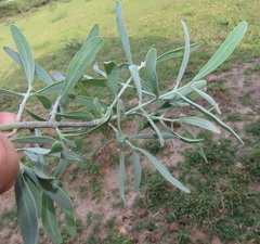 Salvadora australis