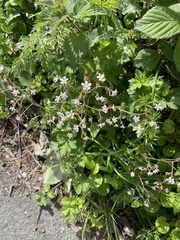 Micranthes stellaris