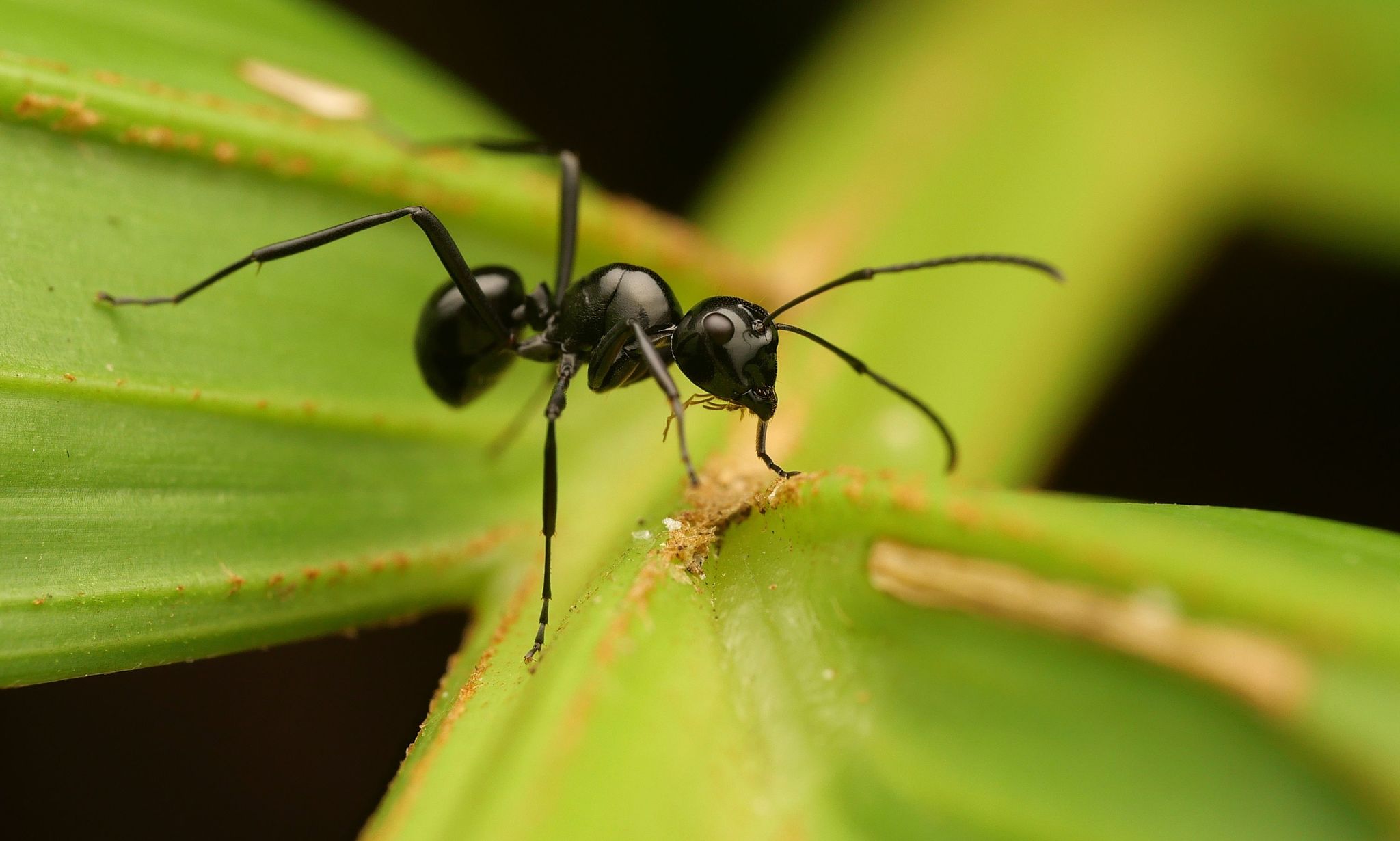 Polyrhachis debilis