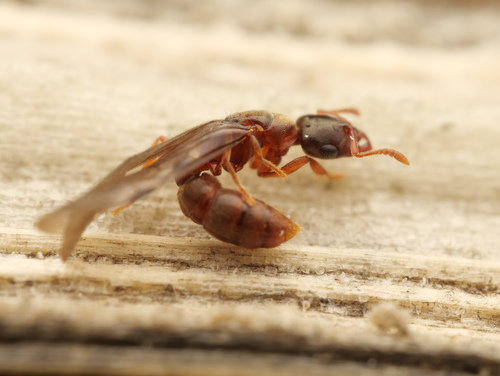 Prionopelta nominataPrionopelta nominata