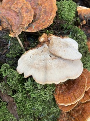 Rigidoporus laetus