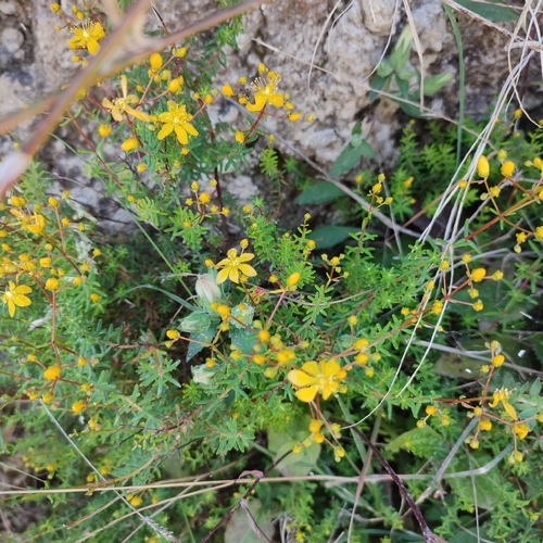 Hypericum empetrifolium (Hypericum empetrifolium)