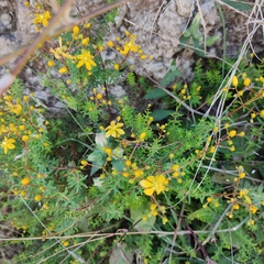 Hypericum empetrifolium